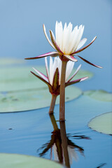 Blue lotus, star lotus, red and blue water lily or blue star water lily (Nymphaea nouchali, or Nymphaea stellata). Okavango Delta. Botswana. Art Print