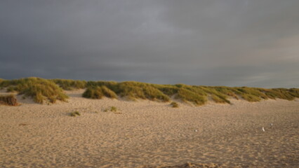 Sanddünen mit Dünengras mit besonderem Abendlicht und dunklen Wolken
