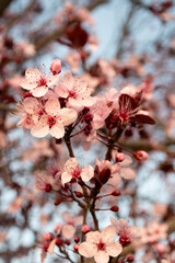 Spring pink flowers blossoms blooming apple tree