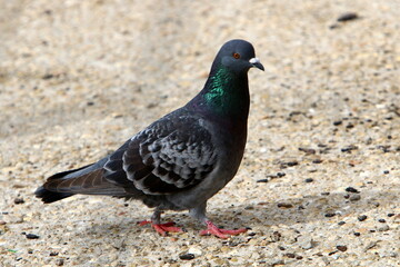 Wild pigeons in a city park in Israel.
