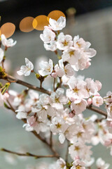 spring blossom