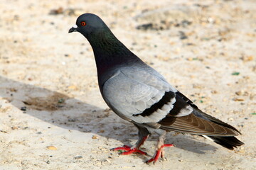 Wild pigeons in a city park in Israel.