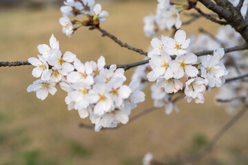 cherry tree blossom