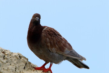Wild pigeons in a city park in Israel.