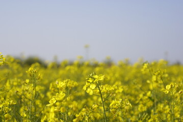 Obraz premium field of yellow flowers