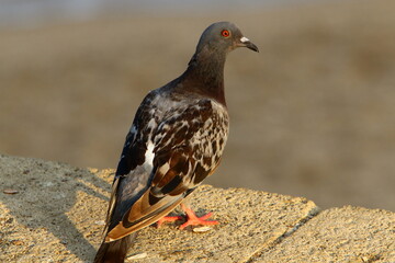 Wild pigeons in a city park in Israel.