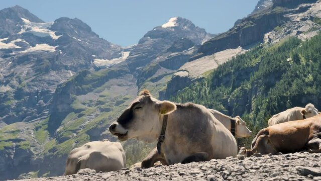 cows in alps mountain