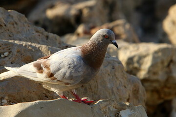 Wild pigeons in a city park in Israel.