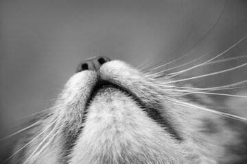 Cat whiskers. Long white mustache and nose of a gray cat. Portrait of a domestic cat looking up,...