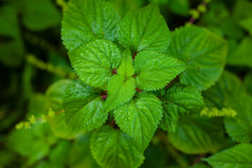 Nettle tree leaves are very itchy when applied.