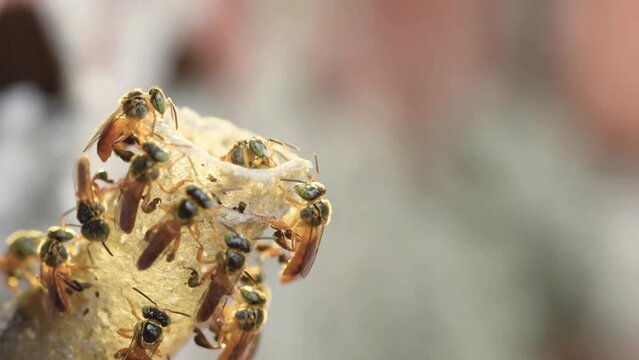 Jata&iacute; (Angustula Tetragonisca) is a stingless bee that builds the nest with the tube-shaped entrance