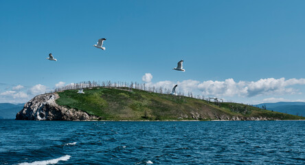 Chivyrkuisky Bay of Lake Baikal. Malyy Kyltygey island. Nesting place for cormorants. Gulls flying.