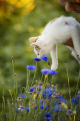 A photo of a small fluffy kitten sniffing a flower.