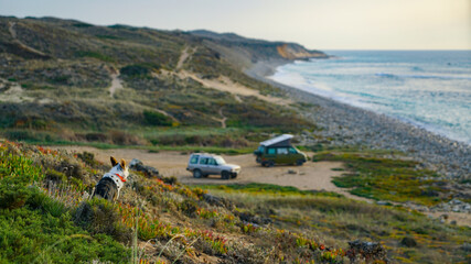 the traveler dog looks at motorhomes by the ocean