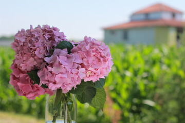 pink hydrangea flowers