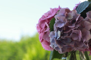 Close up Hydrangea flower. 