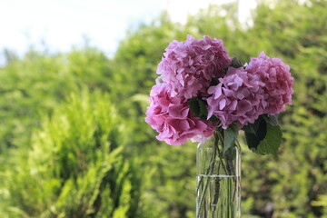 flowers in a garden. Hydrangea flower