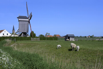 Sheep grazing in the polder in front of the windmill Geersensmolen, Klemskerke, Ostende, Belgium