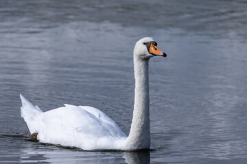 Swan in Lake