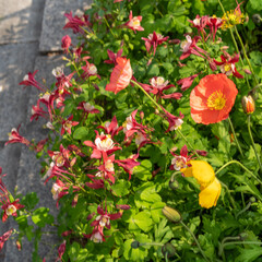 red and yellow flowers