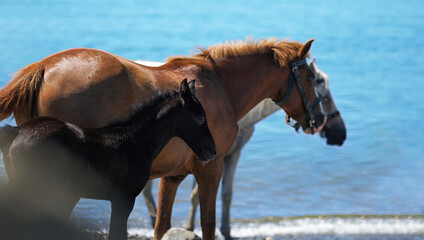 Close-up of a horse and a black foal on the seashore on a sunny day