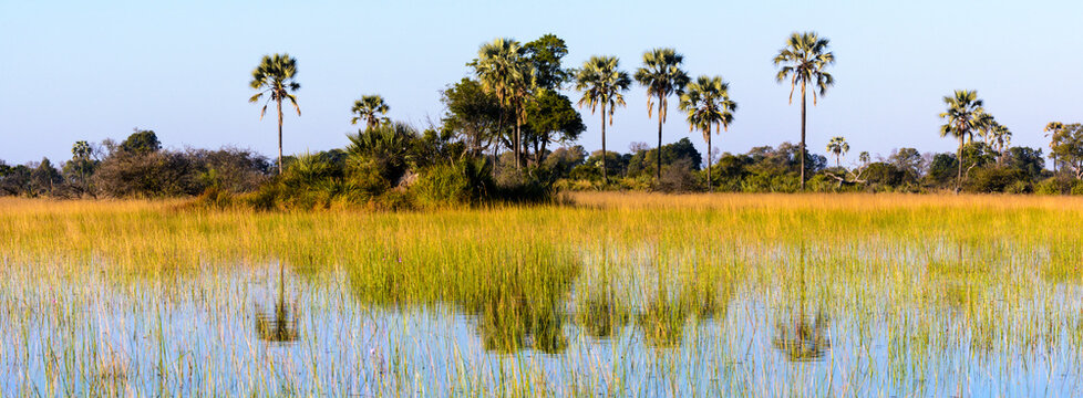 Scenic view of the Okavango Delta with typical Real fan palm or Makalani palm (Hyphaene petersiana).  Botswana