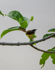 crowned prinia bird on tree branch