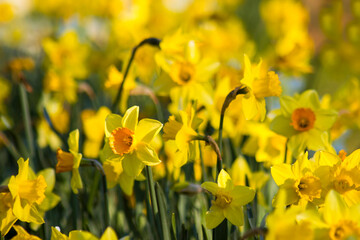 The daffodil flowers in a park