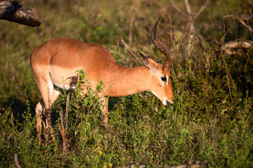 Beautiful impala is an African antelope that lives in the African savannah, along with gazelles,...
