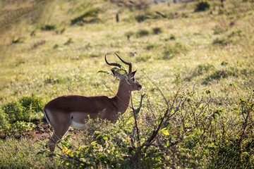 Naklejka na ściany i meble Impala male attentive to the wildlife of the African savannah where this African antelope lives, this herbivorous animal observes the African danger posed by large predators.
