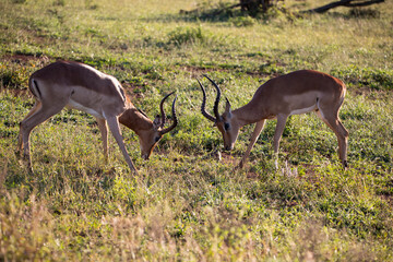These antelopes live in the wildlife in the African savannah, along with other herbivorous animals,...