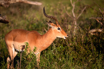 Impala grazing freely on the African savannah where it enjoys the African wildlife, this type of antelope lives in the wild in large nature reserves with other herbivorous animals.