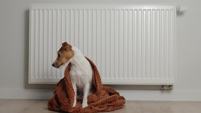 Dog freezing in living room in winter season, Pet sit near heating radiator under blanket to keep warm, Rising costs in private households due to energy crisis and inflation