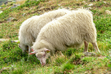Sheeps clamly chew the grass on a green meadow along the path leading to the summit of Galhopiggen in Norway with the scenery of beautiful mountains in the background.