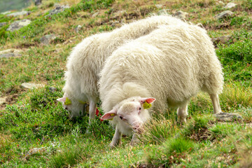 Sheeps clamly chew the grass on a green meadow along the path leading to the summit of Galhopiggen in Norway with the scenery of beautiful mountains in the background.