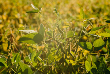 A field of ripe soybeans. Growing soybeans