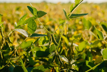 A field of ripe soybeans. Growing soybeans