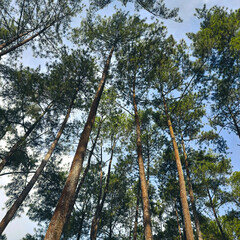 trees and sky in forest