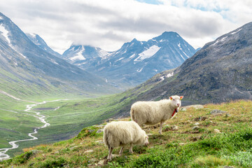 Sheeps clamly chew the grass on a green meadow along the path leading to the summit of Galhopiggen...