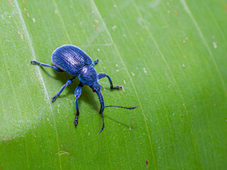 Weevils walking on banana leaves. Rhynchites