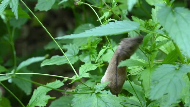 A small striped field mouse sits on a sprout and gnaws at its flower. The rodent spoils the flower.
