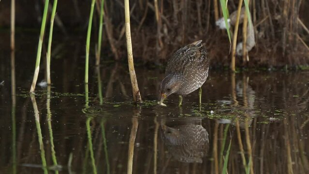 A Spotted Crake (Porzana porzana) eating seeds