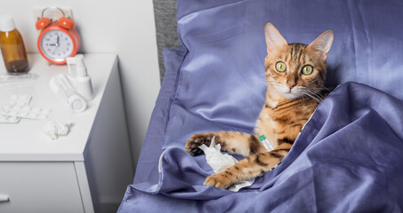 A cat with a thermometer is sick with a cold, flu, fever in bed.