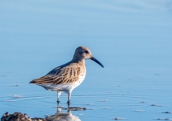 Der Alpenstrandläufer (Calidris alpina)
