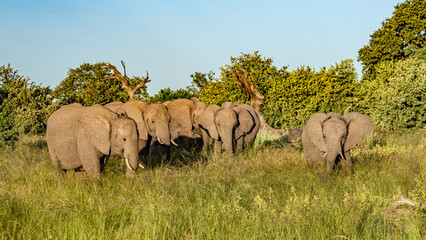 Obraz premium Bull elephant, loxodonta africana, in the grasslands of Amboseli National Park, Kenya. Front view