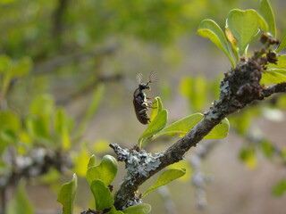 beetle on leaf