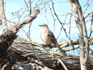 bird on branch