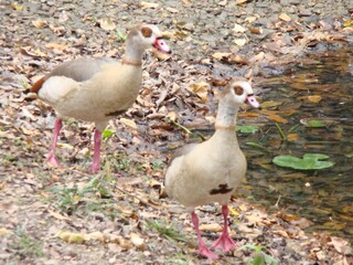 ducks in park