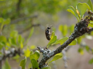 beetle on leaf