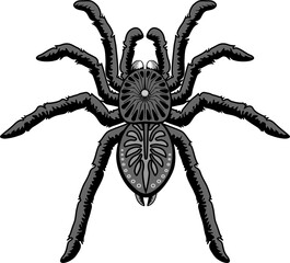 Spinnen zwart Halloween Tarantula Arachnid dier geïsoleerd element